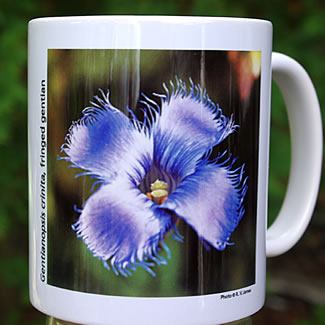 mug DS-069 Gentianopsis crinita 7107.jpg